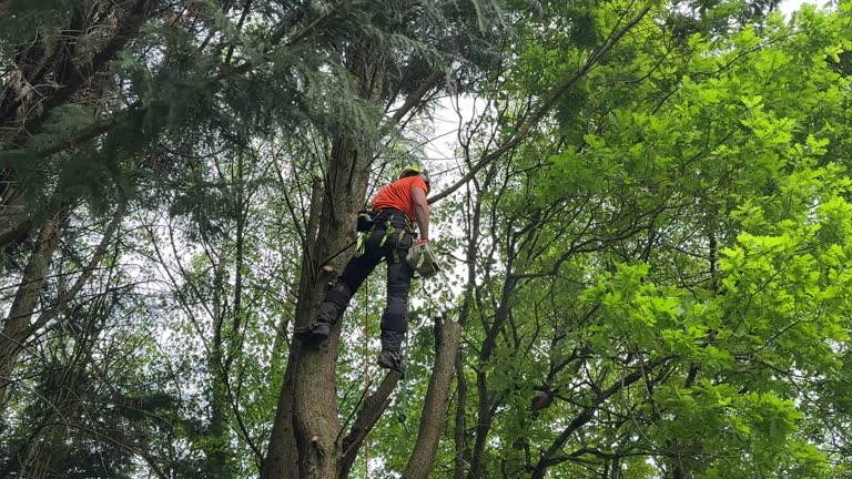 How Our Tree Care Process Works  in Boulder Creek, CA